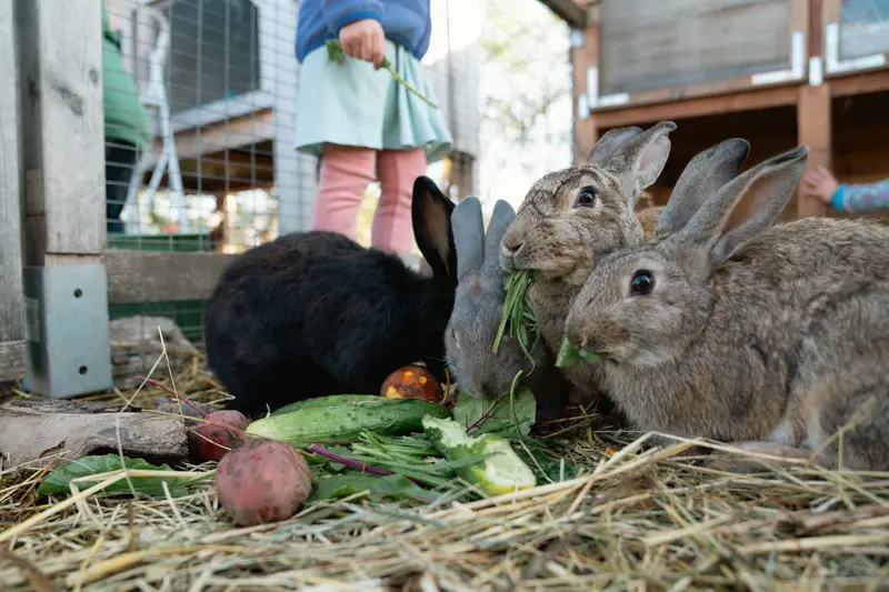 Kaninchen fressen Gemüse im Stroh