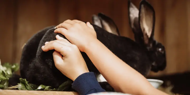 Kinderhände streicheln ein schwarzes Kaninchen