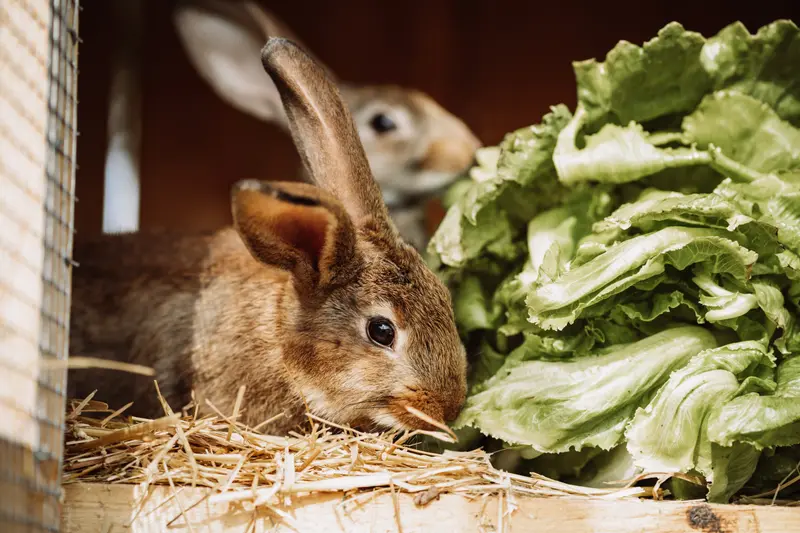 Kaninchen frisst Salat im Stroh